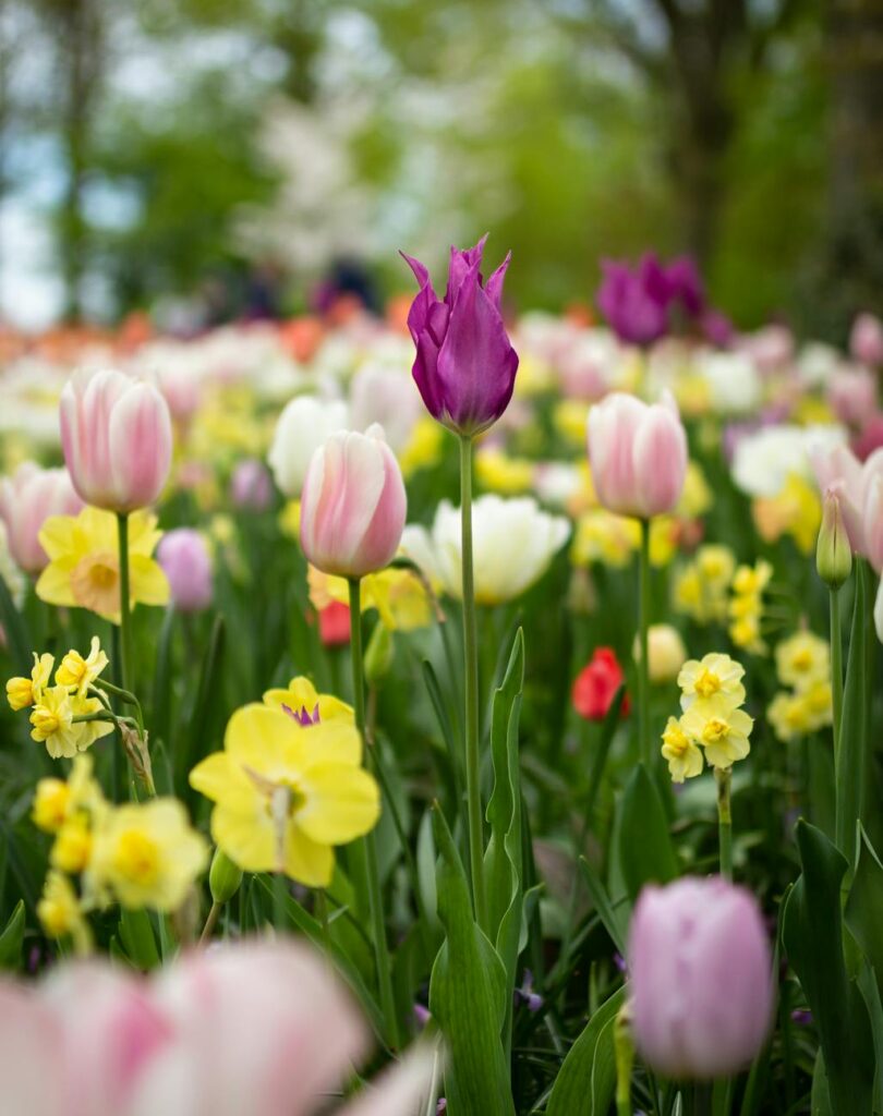 depth of field photography of tulip flowers